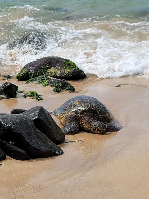 Waikiki: Oahu In a Day Circle Island Tour - The guides make the biggest difference