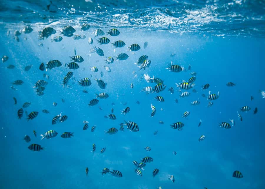 Waikiki: Sea Turtle Snorkeling, Small Group Boat Tour - Key points at a glance