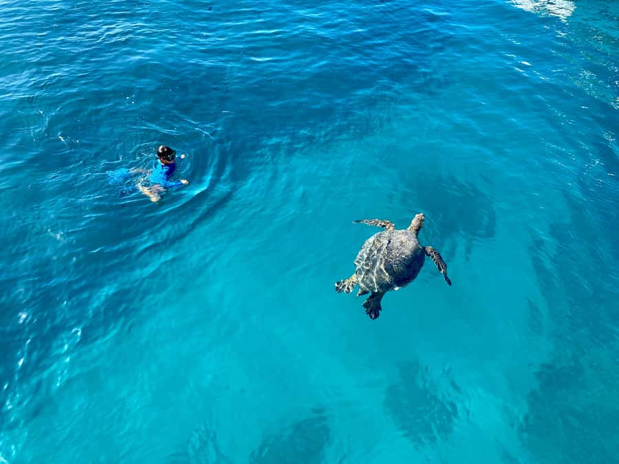 Waikiki: Sea Turtle Snorkeling, Small Group Boat Tour - The safety briefing and snorkeling setup