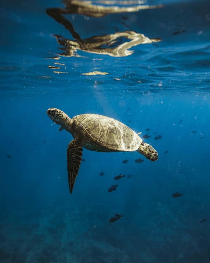 Waikiki: Sea Turtle Snorkeling, Small Group Boat Tour - Leaving Kewalo Basin for Turtle Canyon