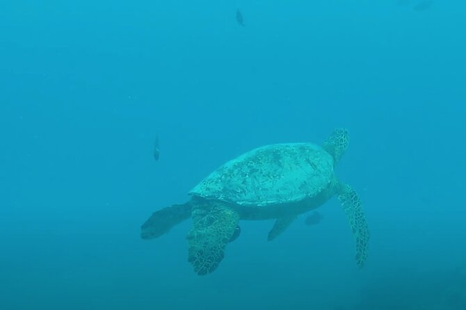 Waikiki Snorkel Tour - How the crew shapes the experience