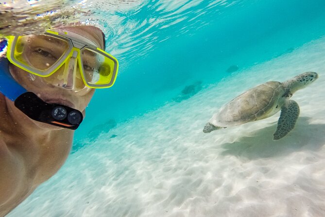 Waikiki Snorkeling Adventures with E Sea Diver! - What you may actually see below the surface