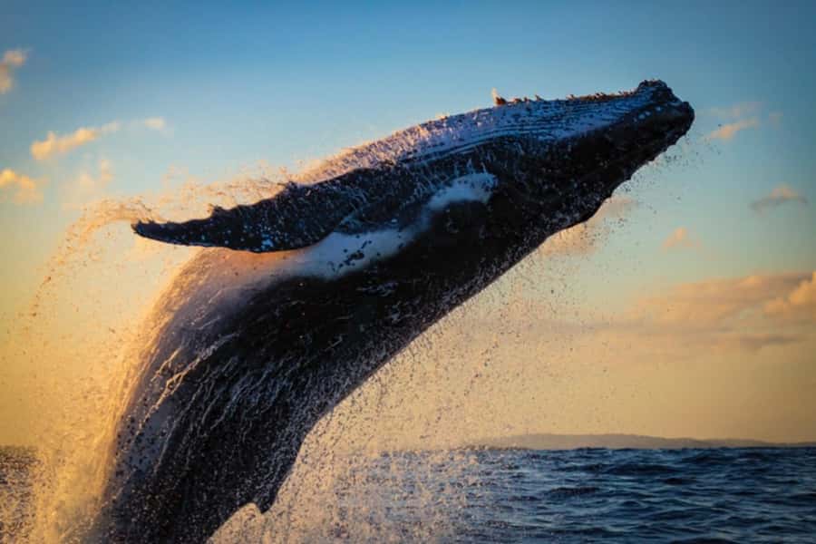 Waikiki: Sunset Whale Watching with 2 Drinks (BYOB-Friendly) - Setting Out From Pier E at 1025 Ala Moana Boulevard