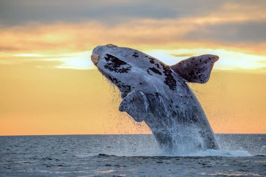 Waikiki: Sunset Whale Watching with 2 Drinks (BYOB-Friendly) - The Best Time for Humpback Whales in Hawaii