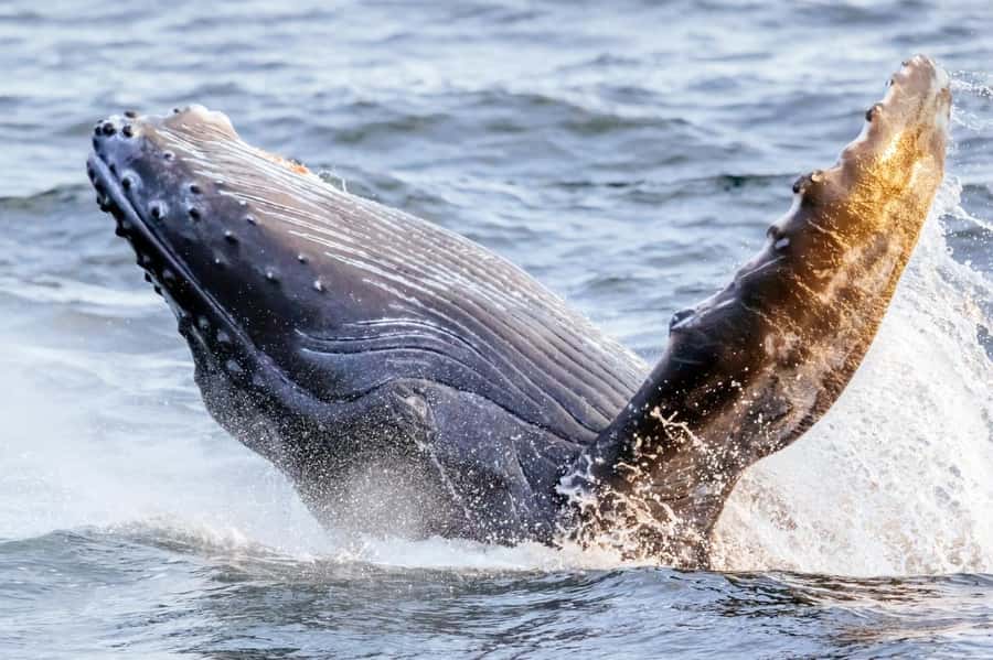 Waikiki: Sunset Whale Watching with 2 Drinks (BYOB-Friendly) - Sunset Views of Diamond Head and Waikiki
