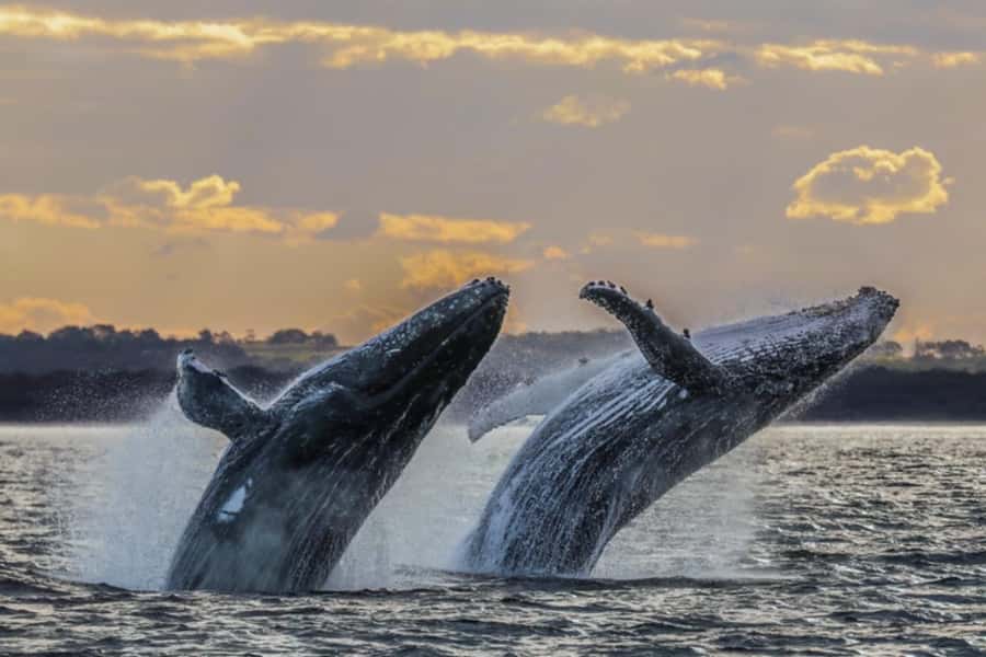 Waikiki: Sunset Whale Watching with 2 Drinks (BYOB-Friendly) - Who Will Enjoy This Cruise Most