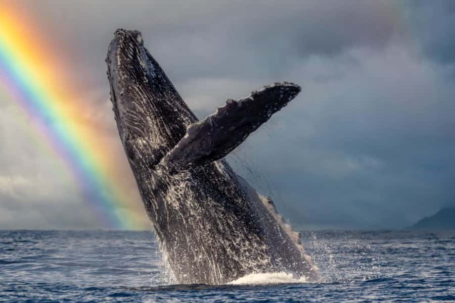 Waikiki: Sunset Whale Watching with 2 Drinks (BYOB-Friendly) - Should You Book the Waikiki Sunset Whale Cruise?