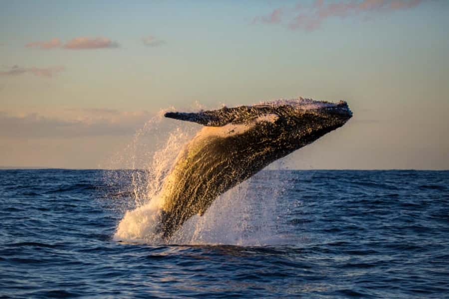 Waikiki: Sunset Whale Watching with 2 Drinks (BYOB-Friendly) - Two Hours Along Waikiki’s Coast
