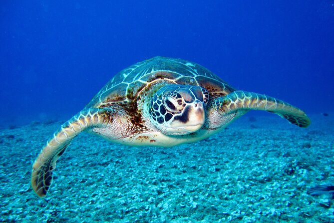 Waikiki: Turtle Canyon Snorkel - What happens at Turtle Canyon