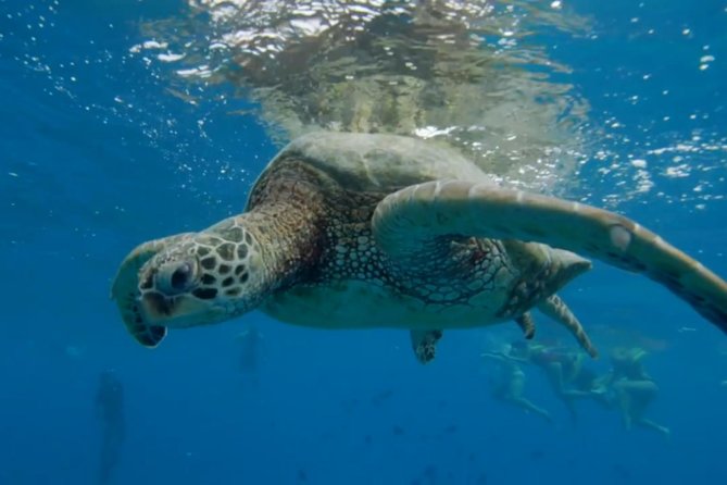 Waikiki: Turtle Canyon Snorkel - How crowded can Turtle Canyon get?
