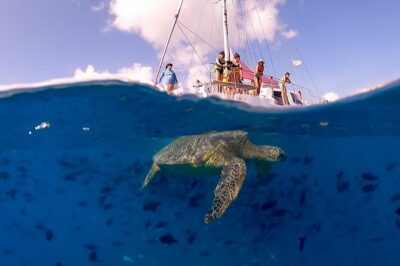 Turtle Canyon Snorkel
