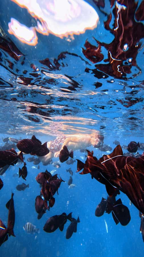 Waikiki: Turtle Canyon Snorkel Tour with Small Group - Key points to know before booking