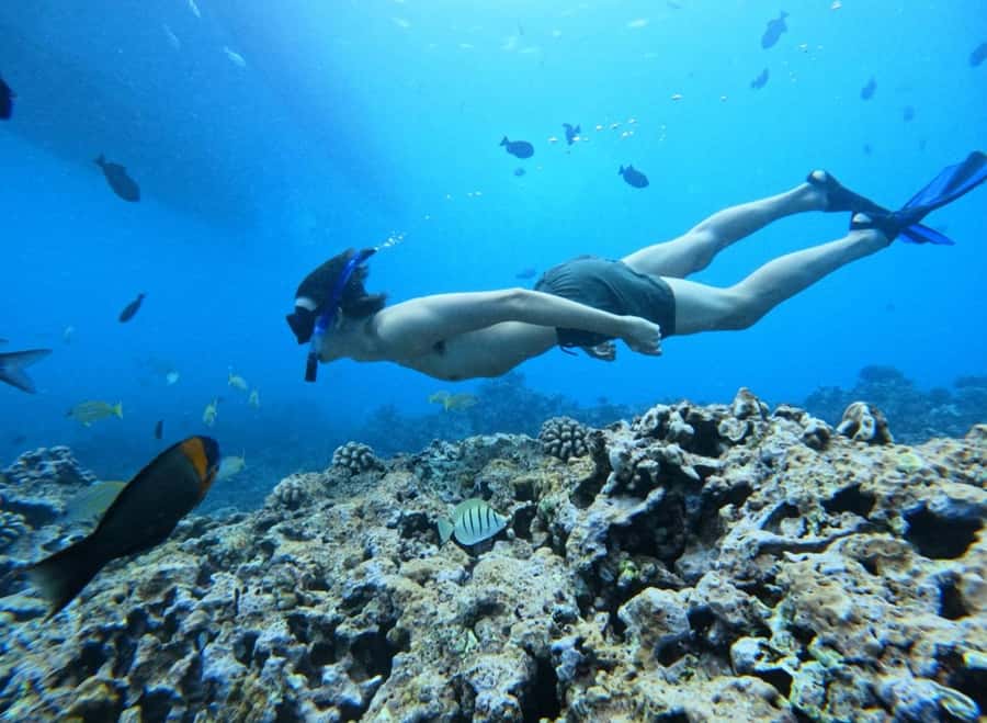 Waikiki: Turtle Canyon Snorkel Tour with Small Group - Snorkeling with turtles in their natural habitat