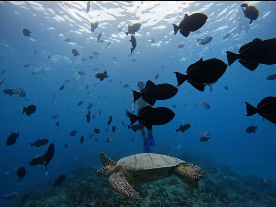 Waikiki: Turtle Canyon Snorkel Tour with Small Group - Timing your 90-minute outing