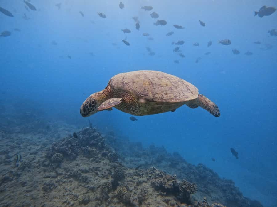 Waikiki: Turtle Canyon Snorkel Tour with Small Group - The $109 price and what you receive