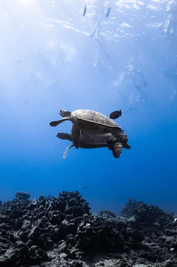 Waikiki: Turtle Canyon Snorkel Tour with Small Group - Reliability, weather, and cancellation concerns