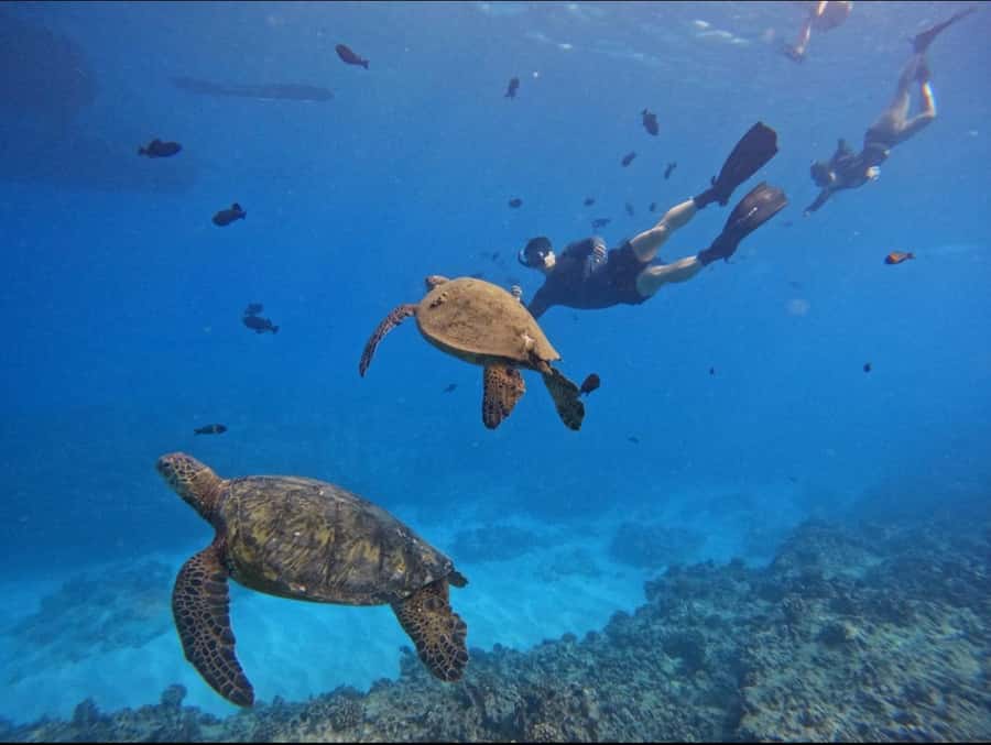 Waikiki: Turtle Canyon Snorkel Tour with Small Group - Who will enjoy this tour most