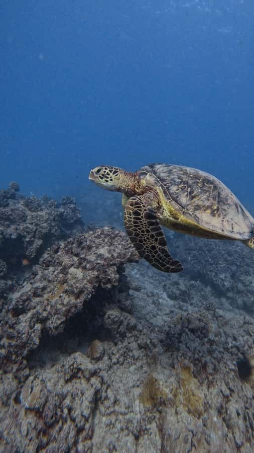 Waikiki: Turtle Canyon Snorkel Tour with Small Group - Why the six-person limit matters