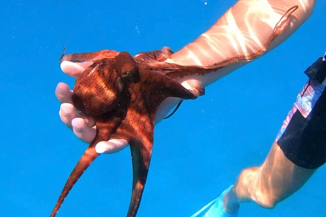 Waikiki Turtle Canyon Snorkel: Turtles Guaranteed - Support in the water, and the limits of it