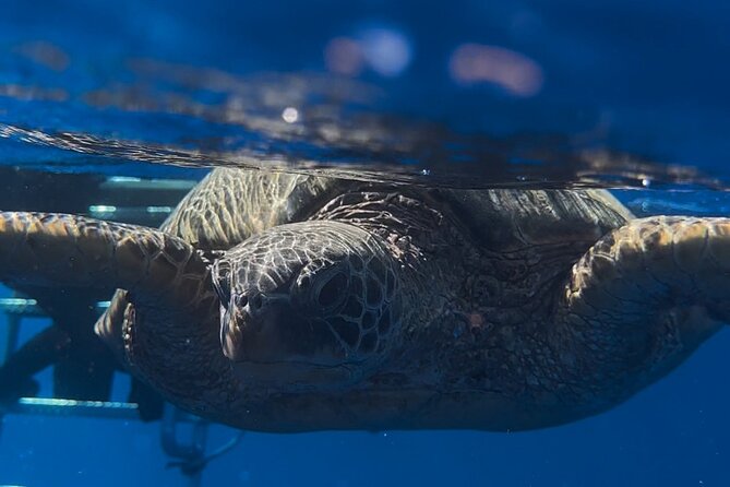 Waikiki Turtle Canyon Snorkel: Turtles Guaranteed - The boat, gear, drinks, and photo option