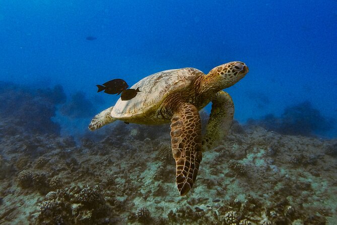 Waikiki Turtle Canyon Snorkel: Turtles Guaranteed - How the $81.40 price measures up
