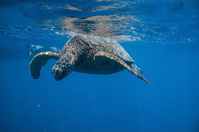 Waikiki Turtle Canyon Snorkel: Turtles Guaranteed - Leaving Waikiki with Diamond Head in view