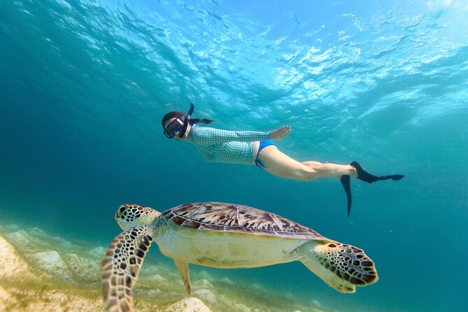 Waikiki Turtle Canyon Snorkeling Adventure - Key points at a glance