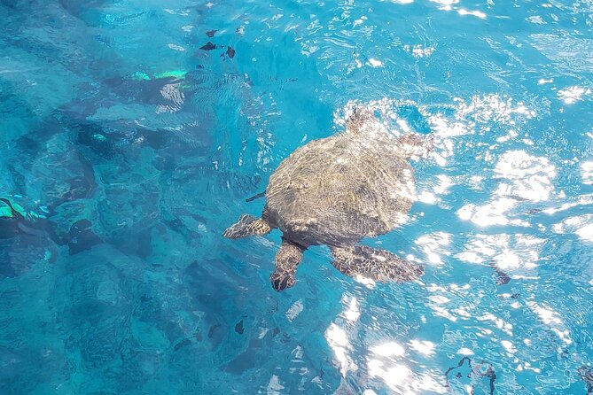 Waikiki Turtle Canyon Snorkeling Adventure - Snorkeling near Turtle Canyon