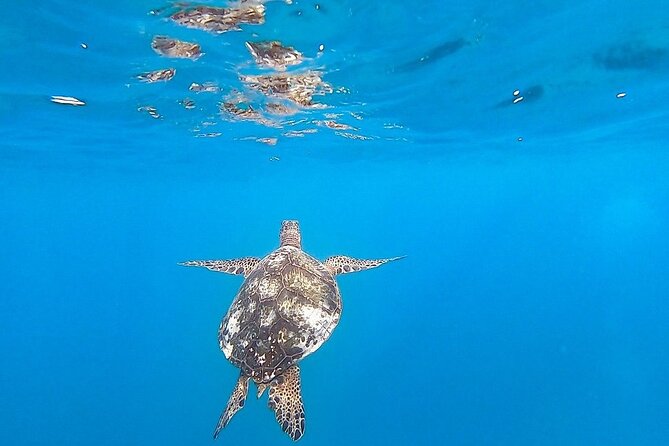 Waikiki Turtle Snorkel and Sail on Hawea Catamaran - Crew support is a major strength