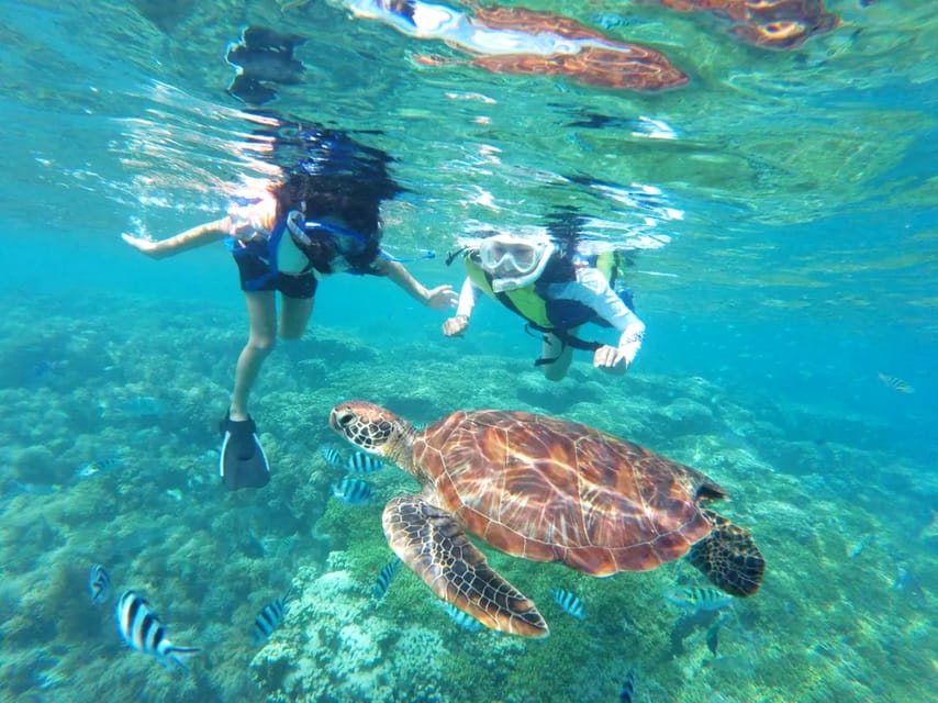 Waikiki: Turtle Snorkeling Cruise with 20ft Jumping Platform - Key points to know before booking
