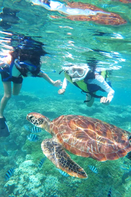 Waikiki: Turtle Snorkeling Cruise with 20ft Jumping Platform - Timing, weather, and practical comfort
