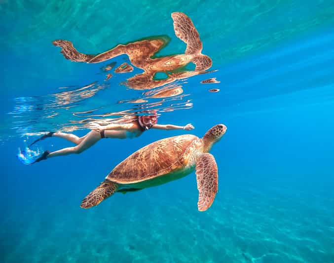 Waikiki: Turtle Snorkeling Cruise with 20ft Jumping Platform - My call: book it if you want variety