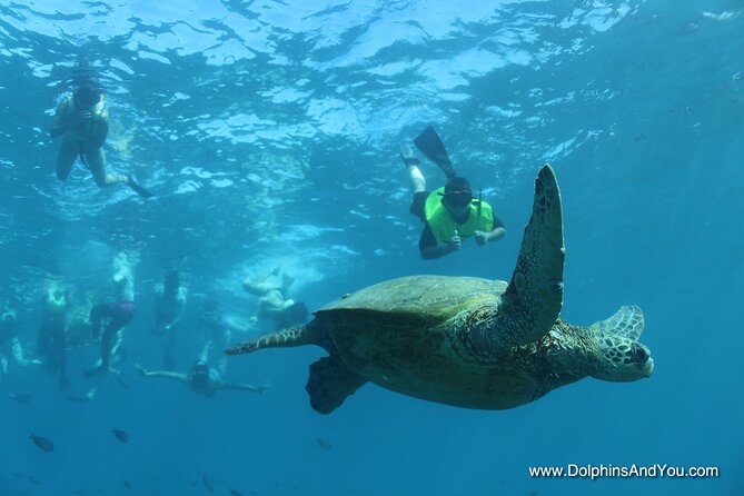 Waikiki Turtle Snorkeling Tour with Complimentary Trolley Ride - About 45 to 60 minutes with the honu