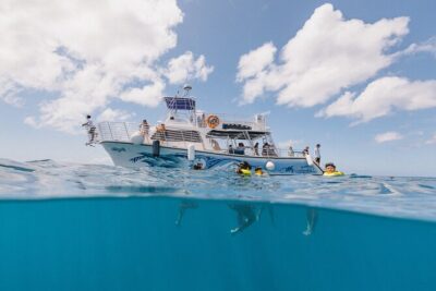 Waikiki Turtle Snorkeling Tour with Complimentary Trolley Ride
