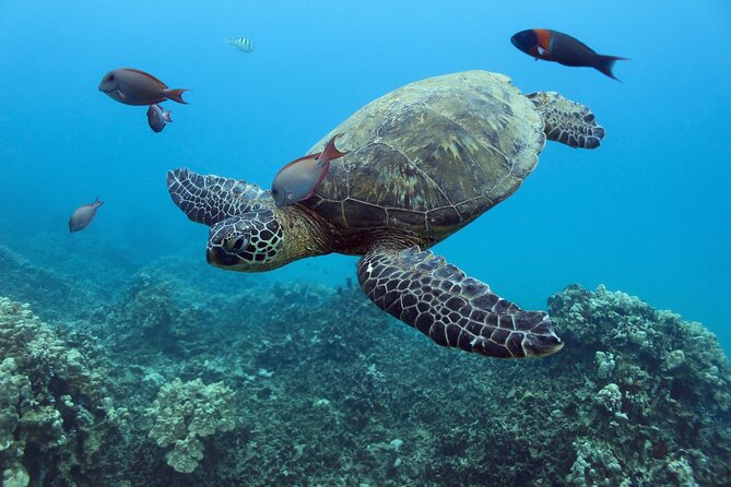 Waikiki Turtle Snorkeling Tour with Complimentary Trolley Ride - Snacks, soft drinks, and a brief hula performance
