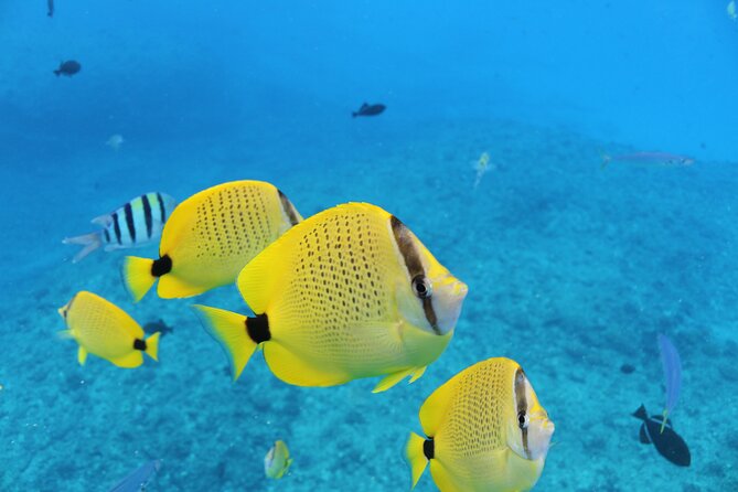 Waikiki Turtle Snorkeling Tour with Complimentary Trolley Ride - What the $100.80 price really buys