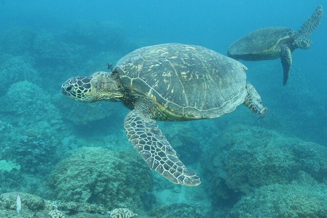 Waikiki Turtle Snorkeling Tour with Complimentary Trolley Ride - Who will enjoy this outing most