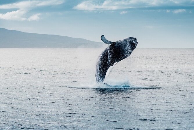Waikiki Whale Watching Cruise - Two hours with Waikiki and Diamond Head behind you
