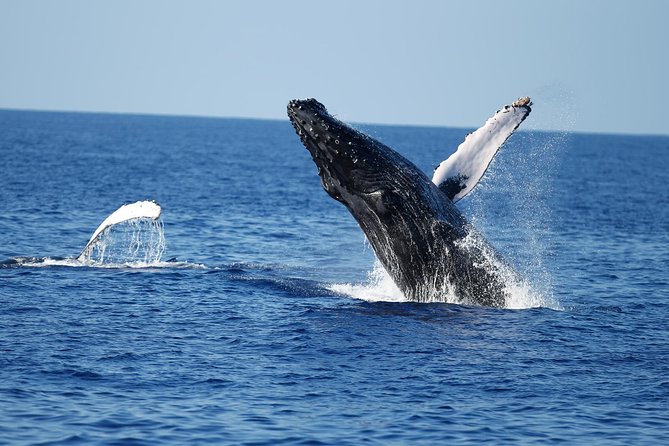 Waikiki Whale Watching Cruise with Snack & Trolley Transportation - Dolphins, turtles and unexpected wildlife