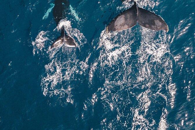 Waikiki Whale Watching Cruise - What the whale search is really like