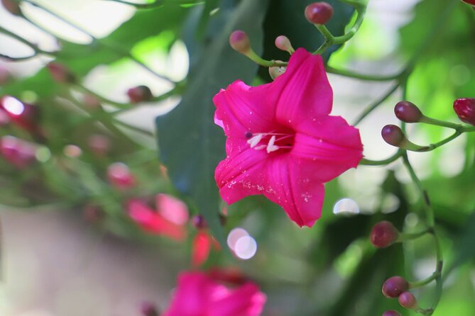 Waimea Valley Waterfall Swim & Dole Plantation Tour with Lunch - Green World Coffee Farm gives the morning a soft landing