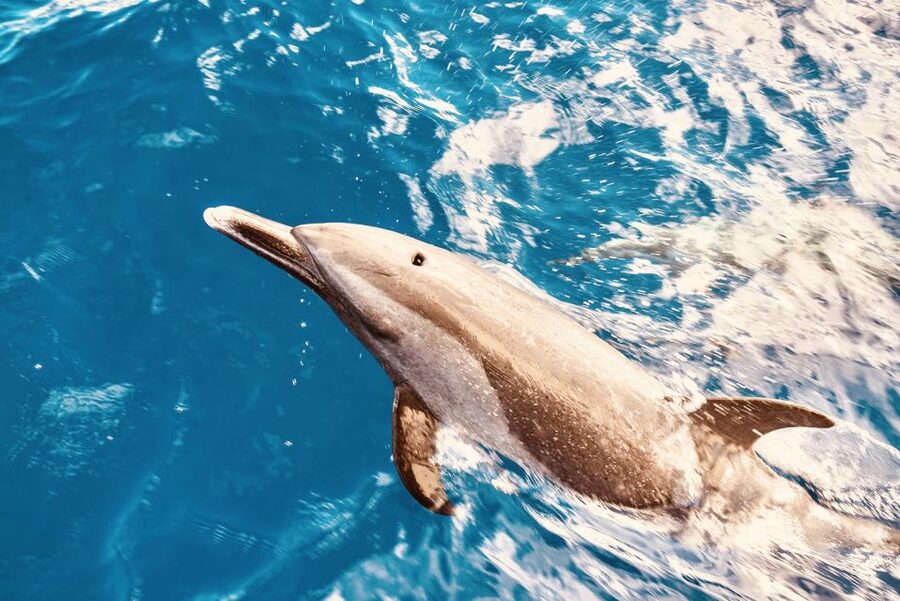 West O'ahu: Dolphin Watching and Snorkeling Catamaran Cruise - Key points to know before booking