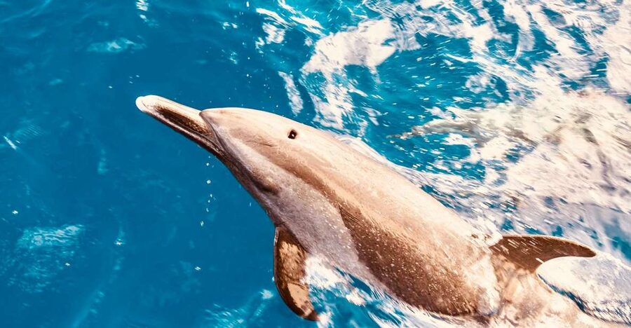 West O'ahu: Dolphin Watching and Snorkeling Catamaran Cruise - Why West Oʻahu is the right setting for wildlife