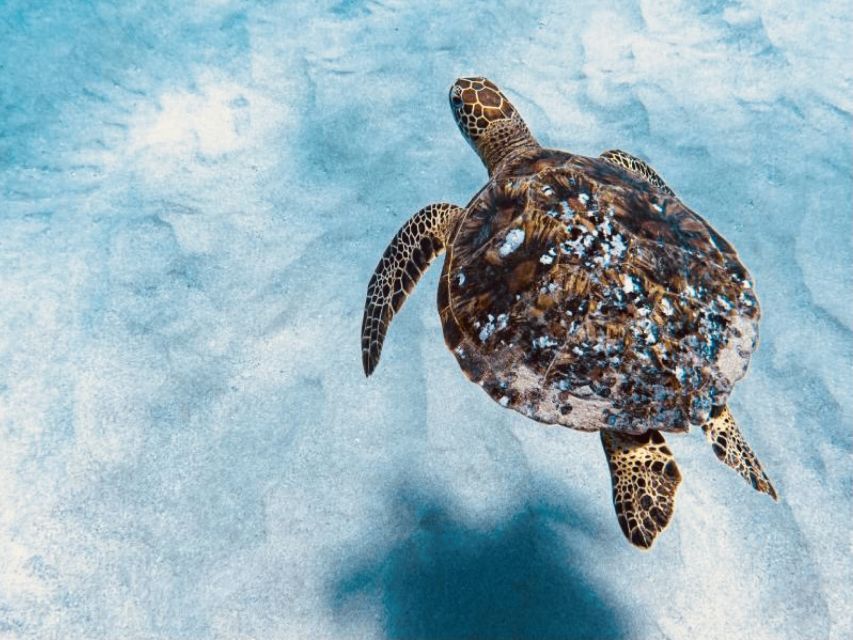 West O'ahu: Dolphin Watching and Snorkeling Catamaran Cruise - The 42-person catamaran ride
