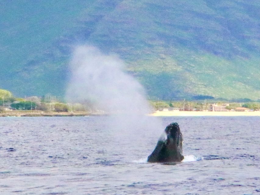 West O'ahu: Swim with Dolphins Catamaran Cruise - Key points to know before you book