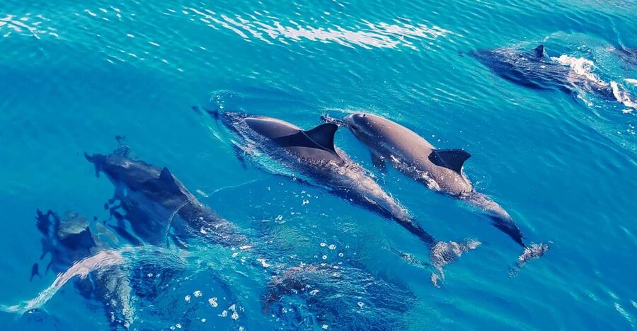 West O'ahu: Swim with Dolphins Catamaran Cruise - Searching for dolphins along West Oahu