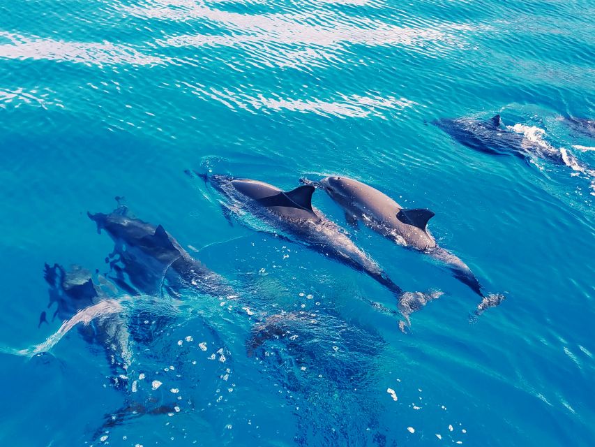 West O'ahu: Swim with Dolphins Catamaran Cruise - Lunch on the water