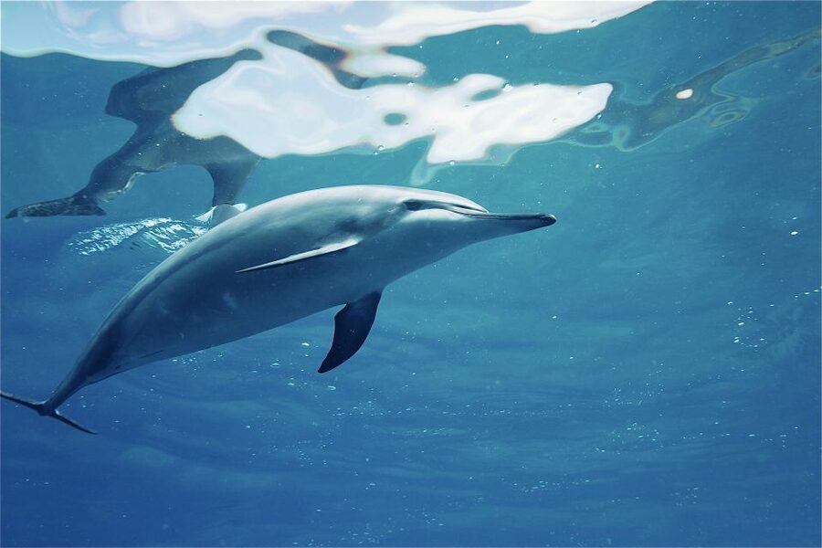 West O'ahu: Swim with Dolphins Catamaran Cruise - The return beside the Waianae Mountains