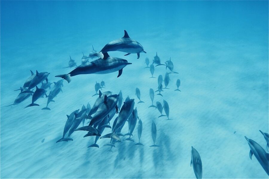 West O'ahu: Swim with Dolphins Catamaran Cruise - Is $187 a fair price?