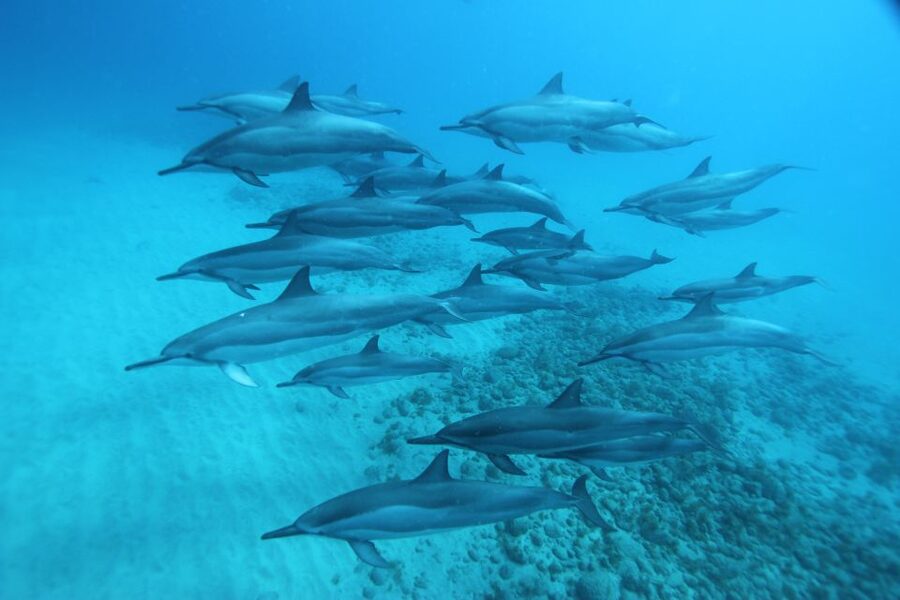West O'ahu: Swim with Dolphins Catamaran Cruise - Boarding a spacious 40-person catamaran
